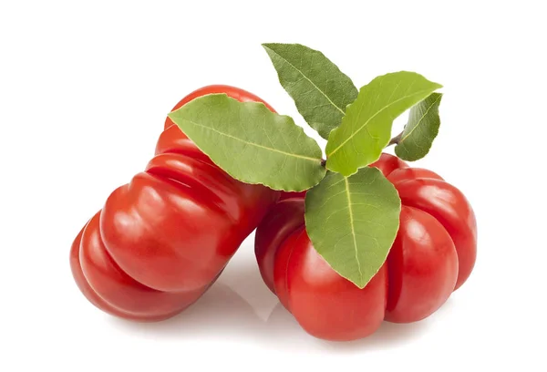 Tomatoes and laurel — Stock Photo, Image