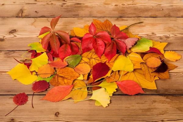 Getrocknete Blätter Hintergrund — Stockfoto