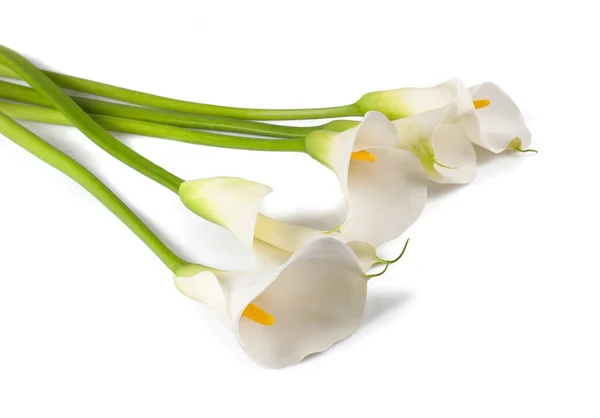 White calla group — Stock Photo, Image