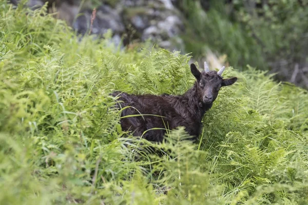 Alpine geit begrazing — Stockfoto