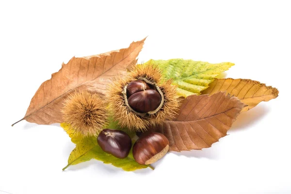 Fresh sweet chestnuts — Stock Photo, Image