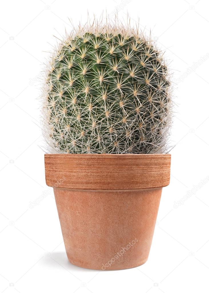 cactus plant isolated