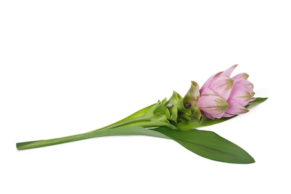 Curcuma plant with flower — Stock Photo, Image