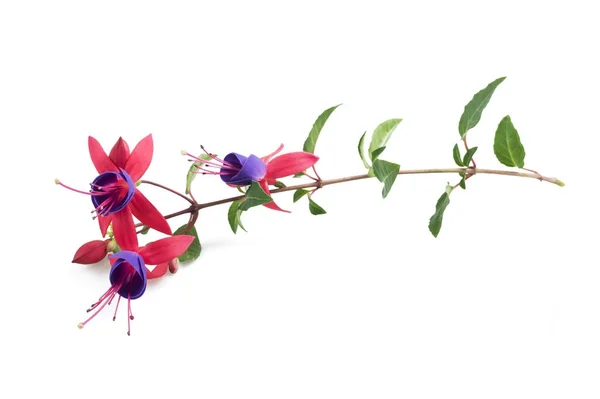紫红色枝花 — 图库照片