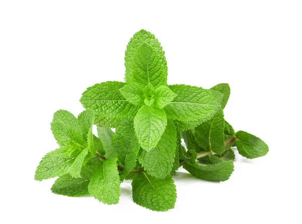 Sekelompok mint segar — Stok Foto