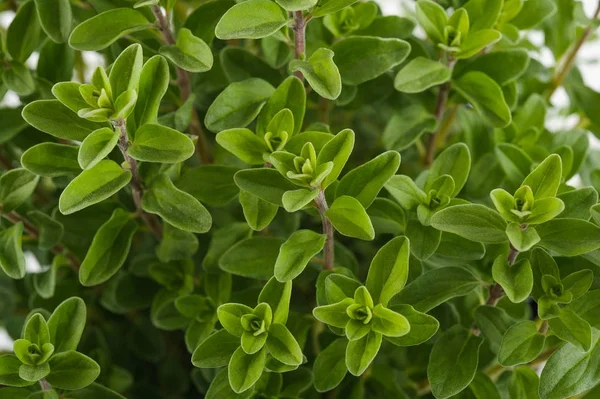 Manjerona ou orégano plantas fundo — Fotografia de Stock