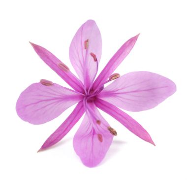 Pembe Alp willowherb çiçek