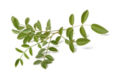 Taze meyan kökü şube