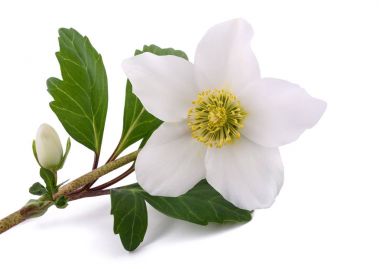 Karaca ot (Helleborus niger)