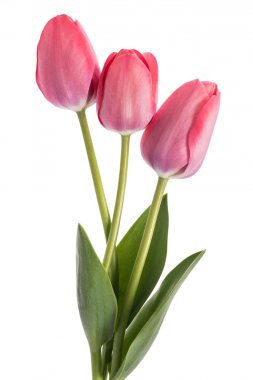 Pembe Lale çiçek