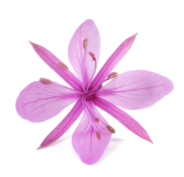 Růžový vrbovka alpská květina — Stock fotografie