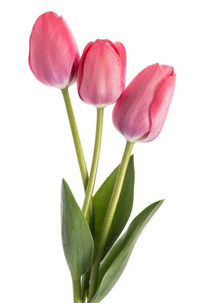 Tulipanes rosados flores —  Fotos de Stock
