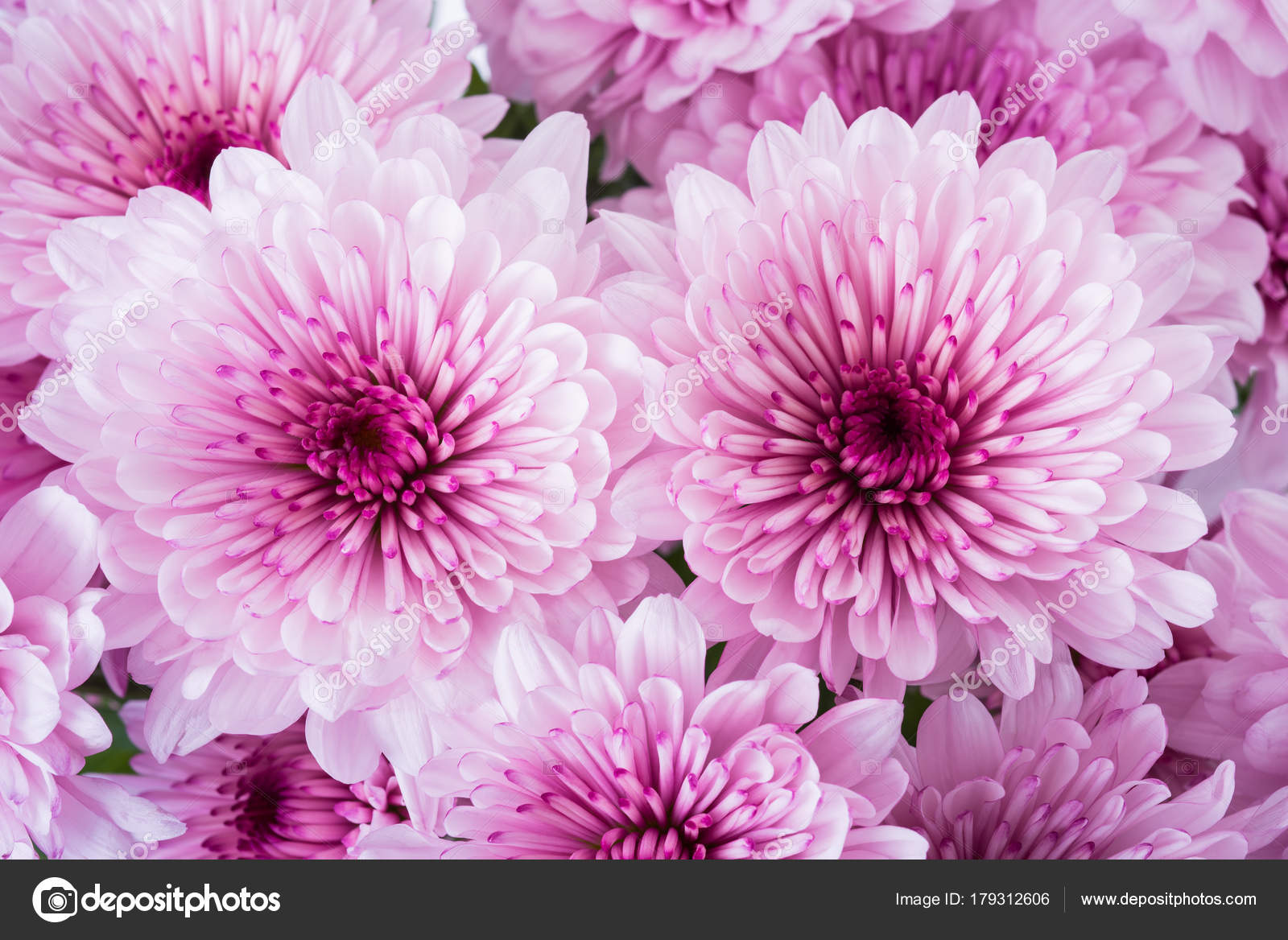 Pink chrysanthemum flowers — Stock Photo © scis65 179312606