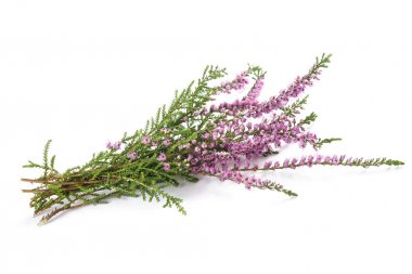 Purple heather flowers clipart