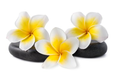 Frangipani zen çakıl taşları üzerinde