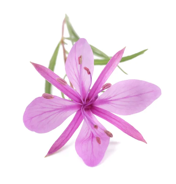 Rosa Alpine willowherb flor — Fotografia de Stock