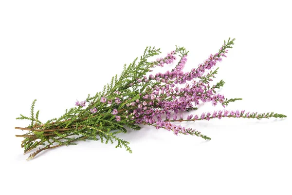 Purple heather flowers — Stock Photo, Image