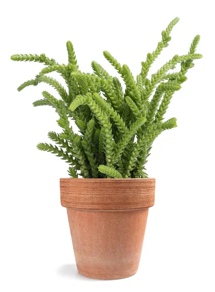 Crassula muscosa lycopodioides — Zdjęcie stockowe