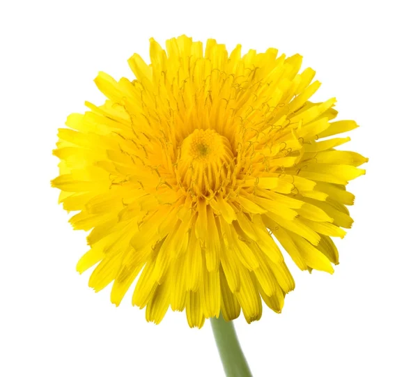 Pampeliška květin, samostatný — Stock fotografie