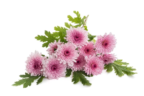 Rosa chrysanthemum blommor — Stockfoto