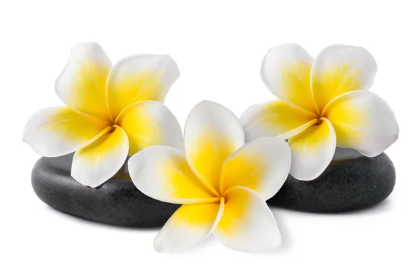 Frangipani su ciottoli zen — Foto Stock