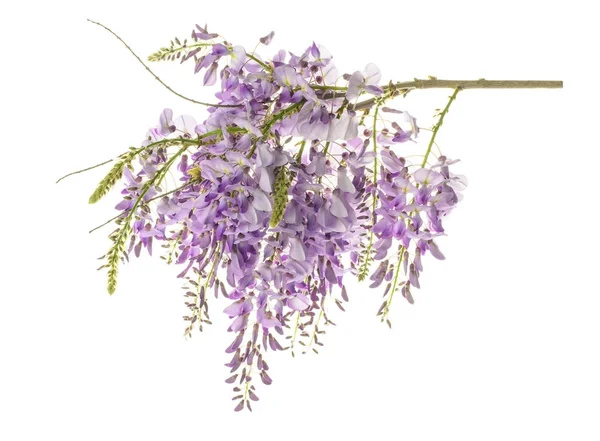 Glycine fleurs isolées — Photo