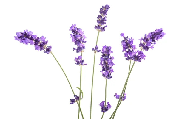 Lavender flowers bunch — Stock Photo, Image