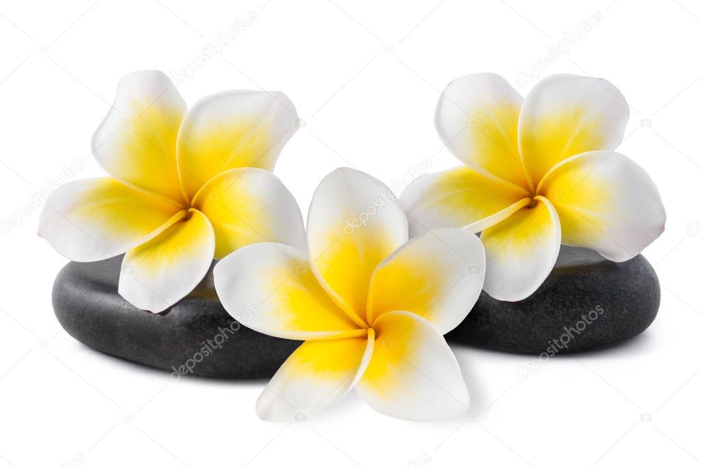 Frangipani  on zen pebbles