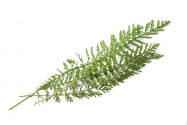 Civanperçemi (Achillea millefolium)