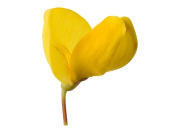 süpürge çiçek (gorse)