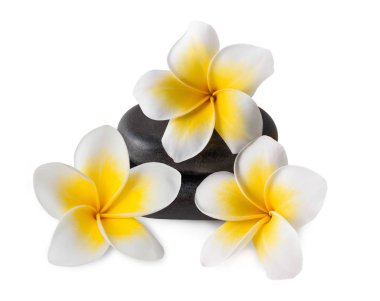 Frangipani zen çakıl taşları üzerinde