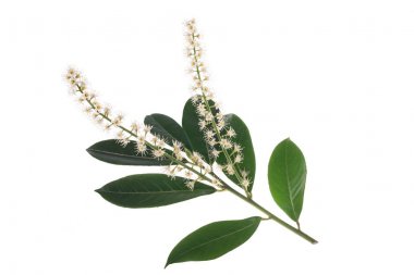 Kiraz laurel (karayemiş )