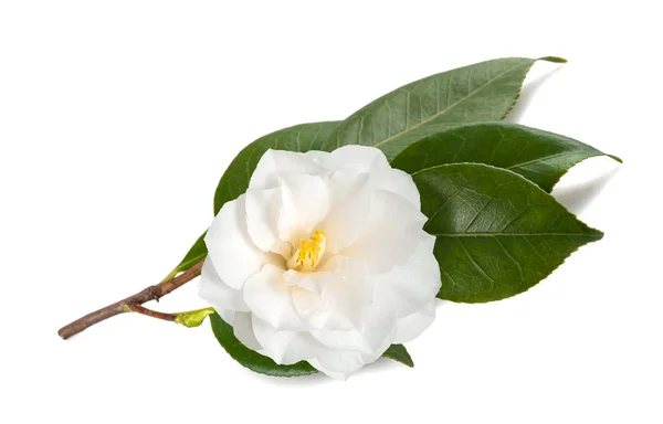 Camellia větev s květinou — Stock fotografie