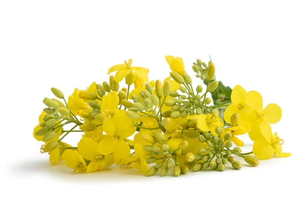 Colza (Brassica napus ) — Foto de Stock