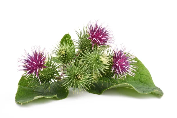 Greater Burdock flowers — Stock Photo, Image