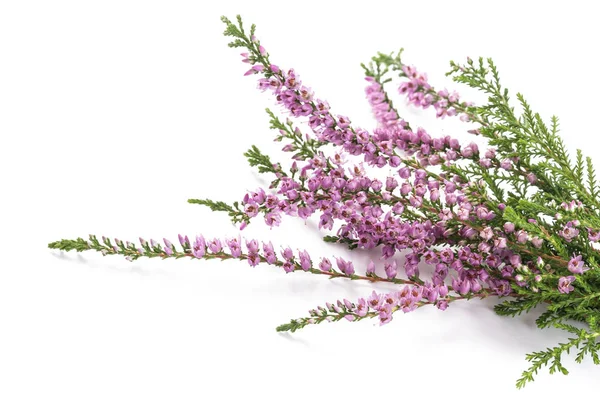 Purple heather flowers — Stock Photo, Image