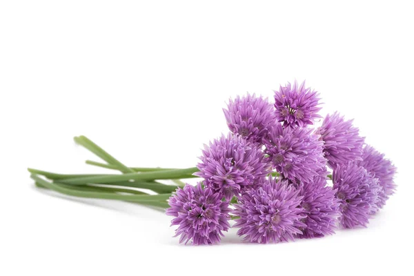 Bukiet kwiaty szczypiorku — Zdjęcie stockowe