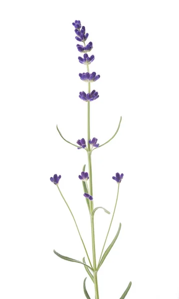 Plant lavendel bloem — Stockfoto
