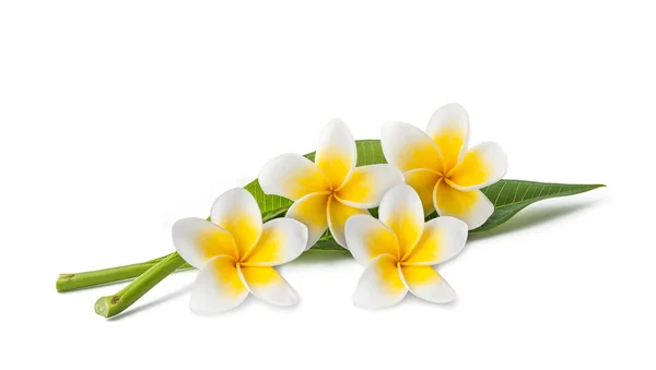 Frangipani flowers and leaves — Stock Photo, Image