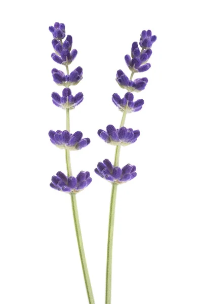 Twee lavendel bloemen — Stockfoto