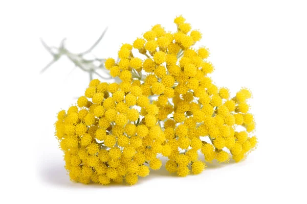 Flores amarillas de helichrysum —  Fotos de Stock