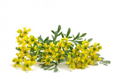 Rue (ruta graveolens)