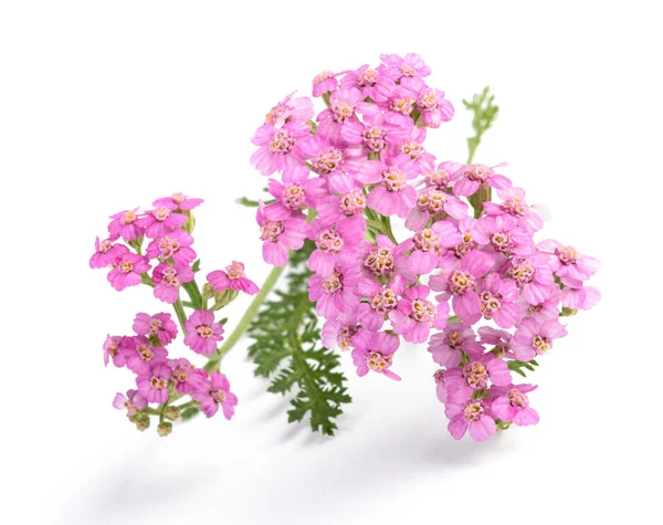 Pink yarrow flowers — Stock Photo, Image