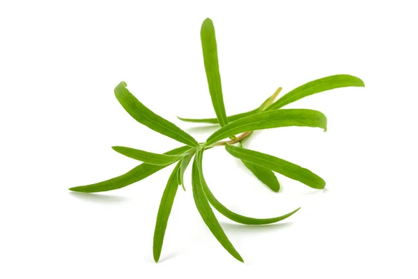 Tarragão (Artemisia dracunculus ) — Fotografia de Stock