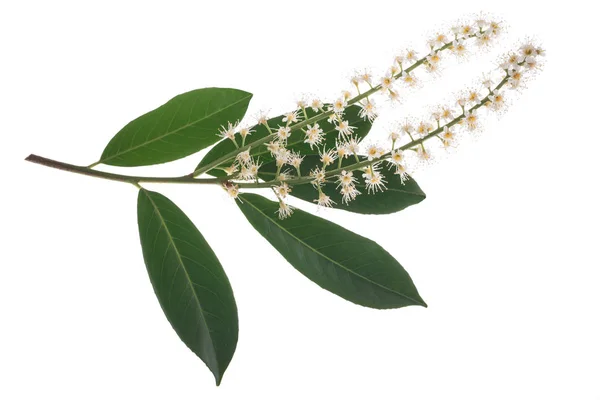 Loureiro-cereja (Prunus laurocerasus  ) — Fotografia de Stock