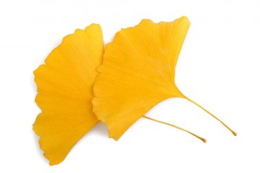 Kurutulmuş ginkgo bırakır
