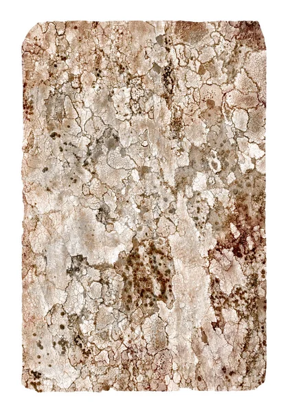 Sycamore bark isolated — Stock Photo, Image