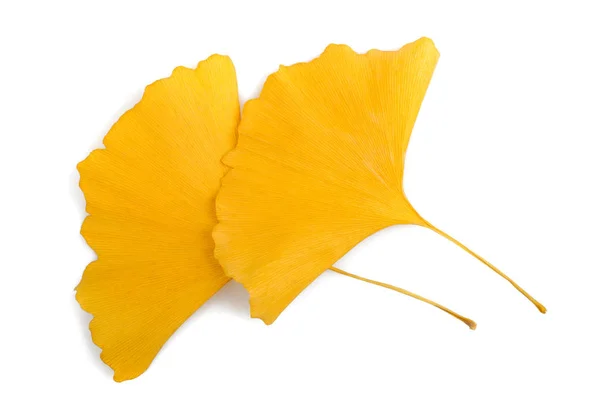 Getrocknete Ginkgoblätter — Stockfoto