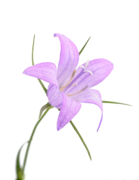 Rampion bellflower (çan çiçeği rapunculus) — Stok fotoğraf