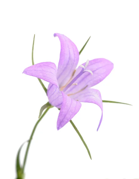 Rampion bellflower (Campanula rapunculus) ) — Fotografia de Stock